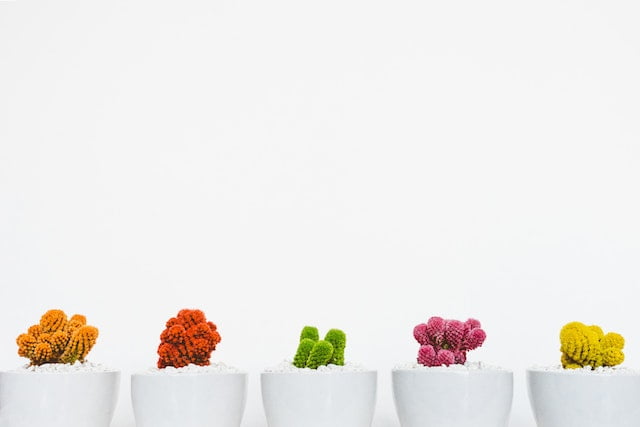 A picture of different coloured cacti to signify the importance of having a unique product when starting a clothing business